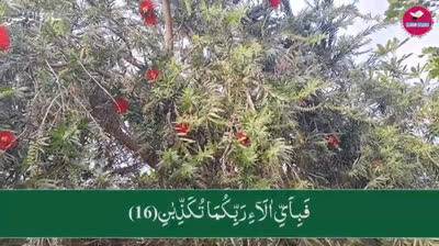 Surah Rahman Quran Recitation Beautiful Voice _ سورۃ رحمن _ Quran