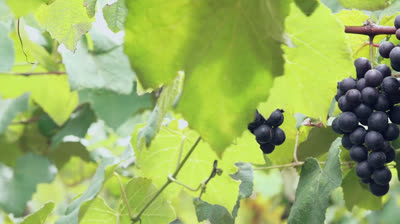 Legado Italiano (2021) Nacional