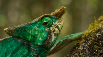 Planeta Terra 2 - Episódio 1 - Dublado