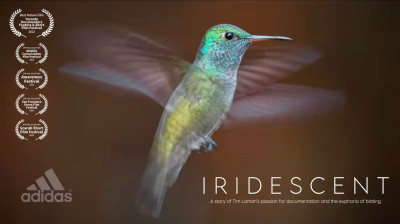 "Iridescent" - Trailer