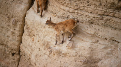 Planeta Terra 2 - Episódio 2 - Dublado