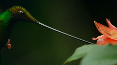 Planeta Terra 2 - Episódio 3 - Dublado