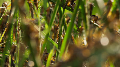 Planeta Terra 2 - Episódio 4 - Dublado