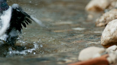 Planeta Terra 2 - Episódio 6 / Final - Dublado