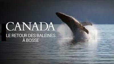 Le retour des baleines à bosse