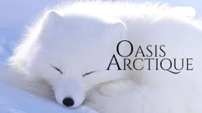 L'oasis arctique