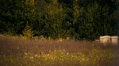 The Beekeeper 2024 French Hdrip